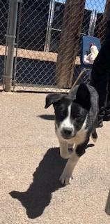 Benny, ADOPTABLE, Puppy Male Border Collie.