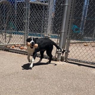 Benny, a ADOPTABLE mixed breed in Bernalillo, NM image 4/4