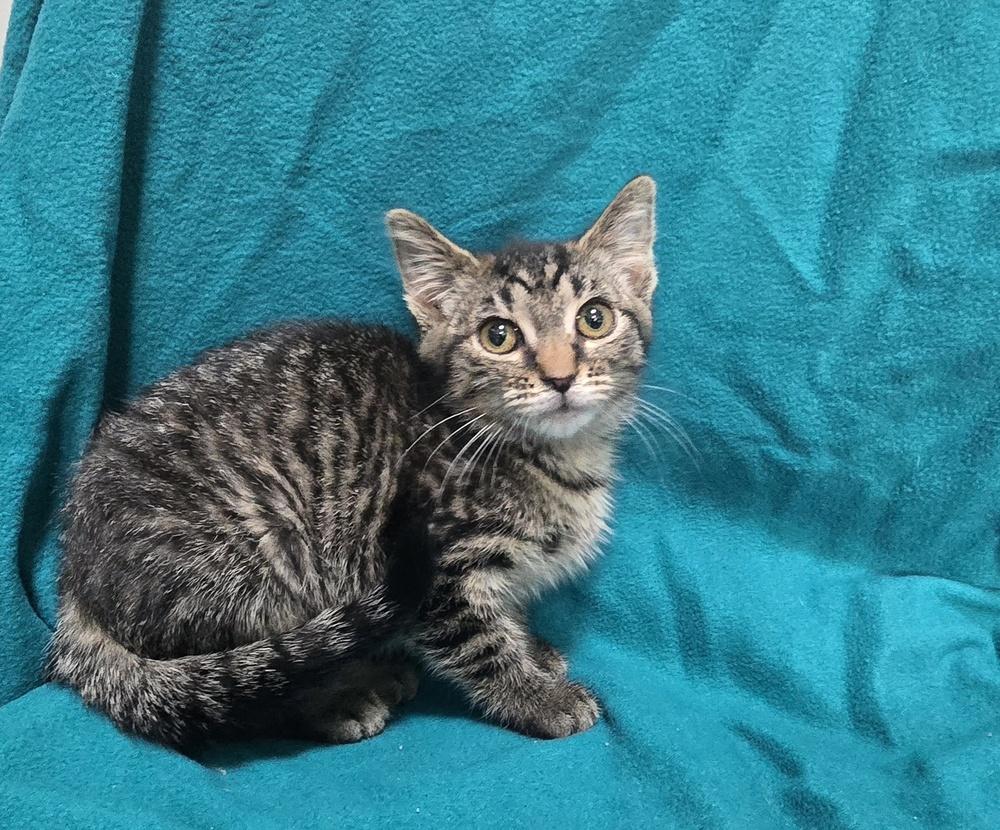 Apple, Adoptable, Kitten Female Domestic Short Hair.