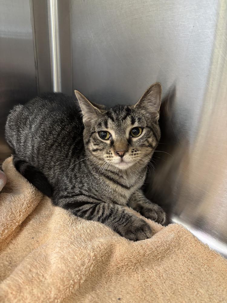 Enlarge Apple, a Adoptable Domestic Short Hair in Dickson, TN image 2/2