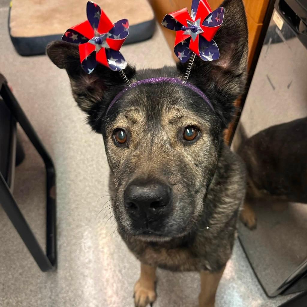 Howard, Adoptable, Senior Male Norwegian Elkhound & Mixed Breed.
