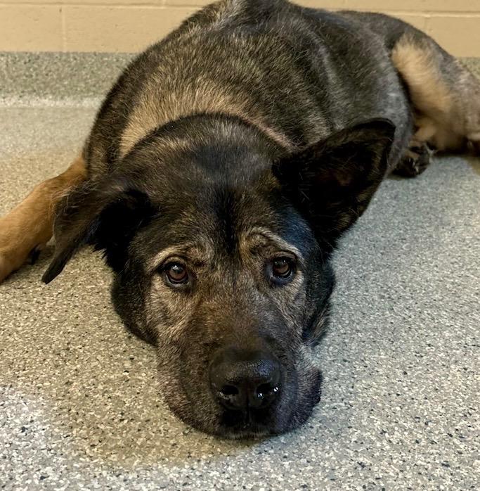 Howard, a Adoptable mixed breed in Columbia, IL image 2/6