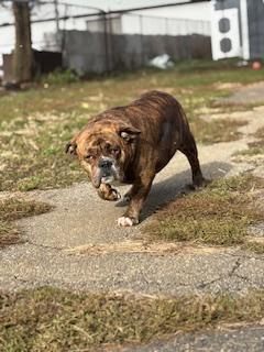 Higgens, Adoptable, Adult Male English Bulldog.