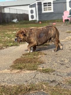 Higgens, a Adoptable English Bulldog in North Canton, OH image 2/4