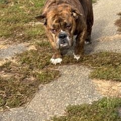 Higgens, a Adoptable English Bulldog in North Canton, OH image 3/4