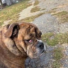 Higgens, a Adoptable English Bulldog in North Canton, OH image 4/4