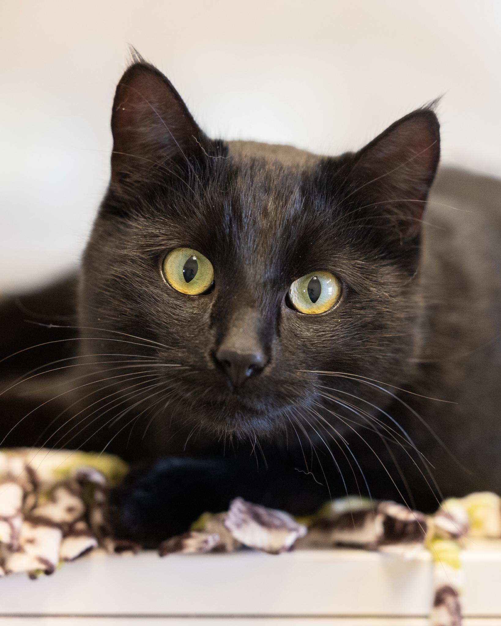 Enlarge RAVEN, a ADOPTABLE Domestic Short Hair in Moab, UT image 1/1