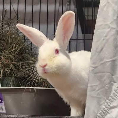 Enlarge Rice Cake, a Adoptable mixed breed in Paradis, LA image 1/2