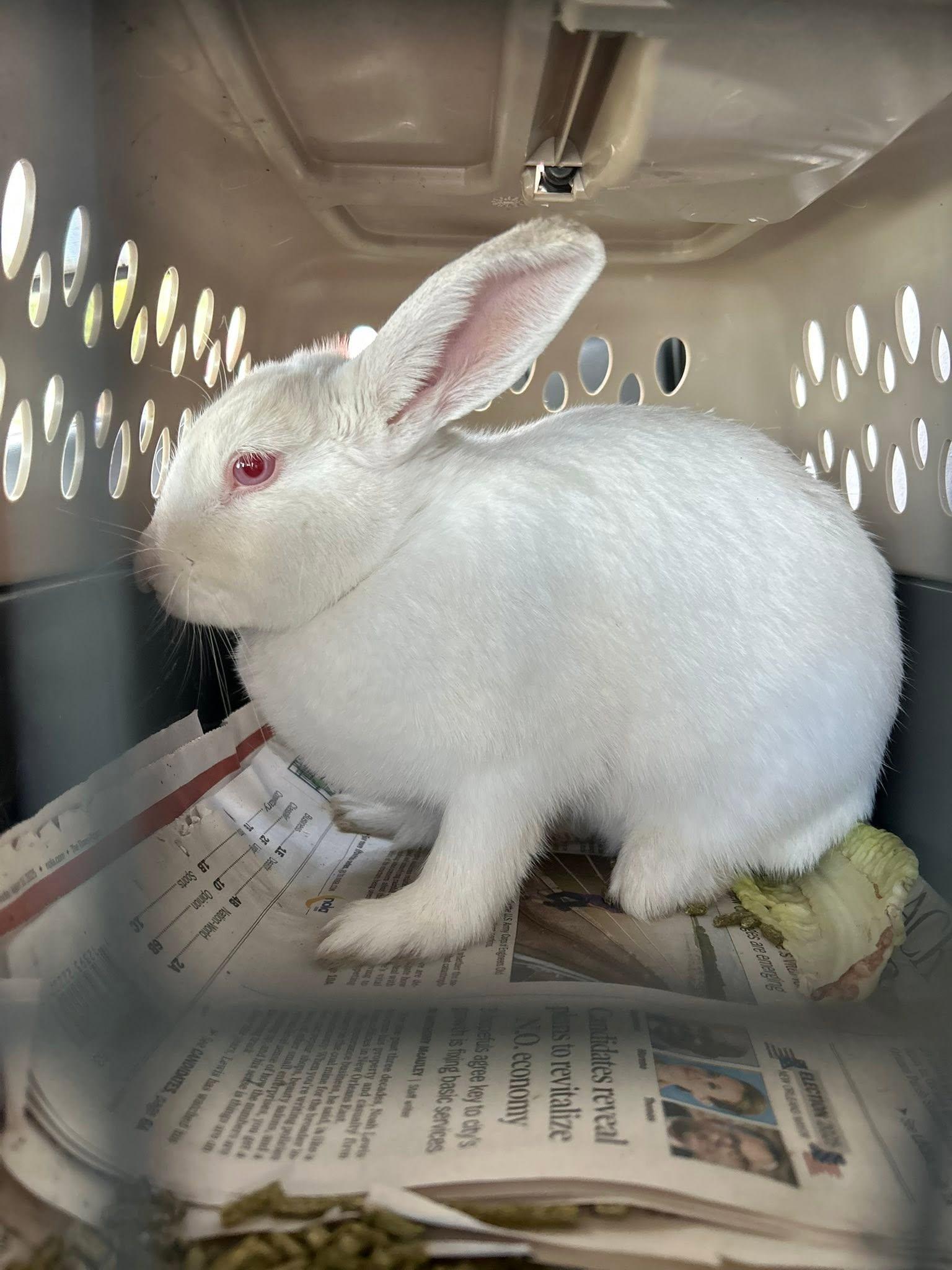 Enlarge Rice Cake, a Adoptable mixed breed in Paradis, LA image 2/2