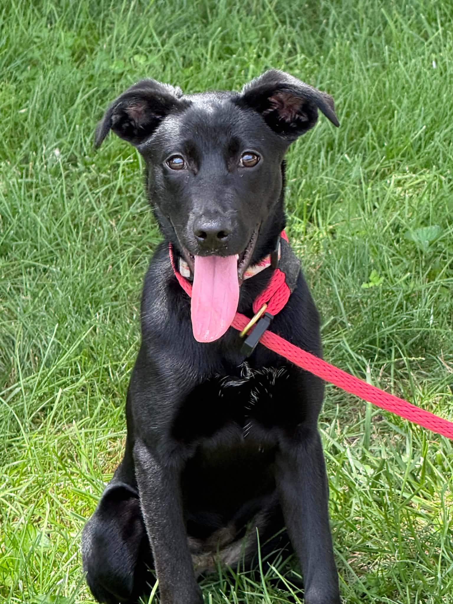Brittany, adopted, Young Female Labrador Retriever.
