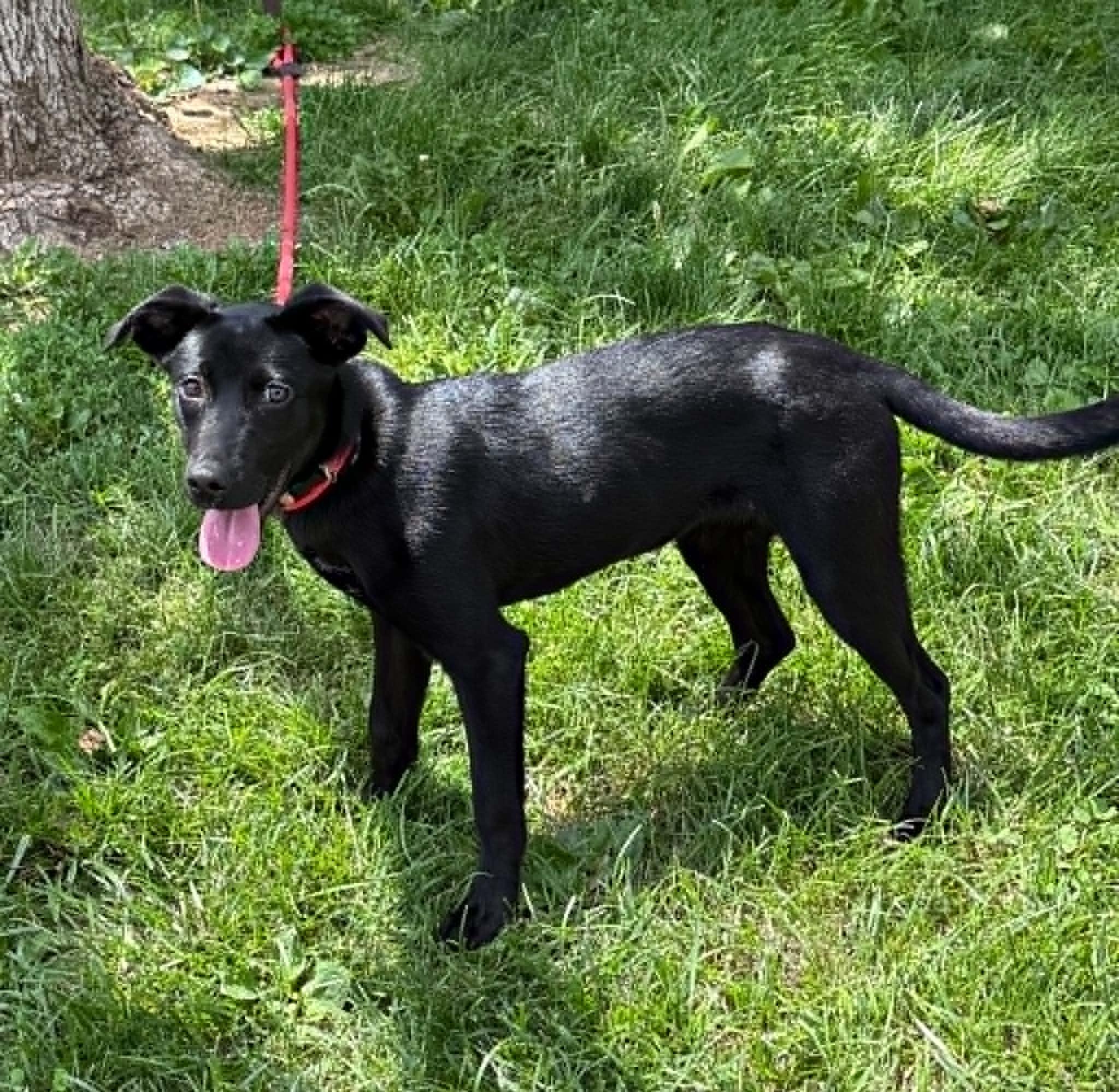 Brittany, an adopted mixed breed in Springfield, IL image 2/2