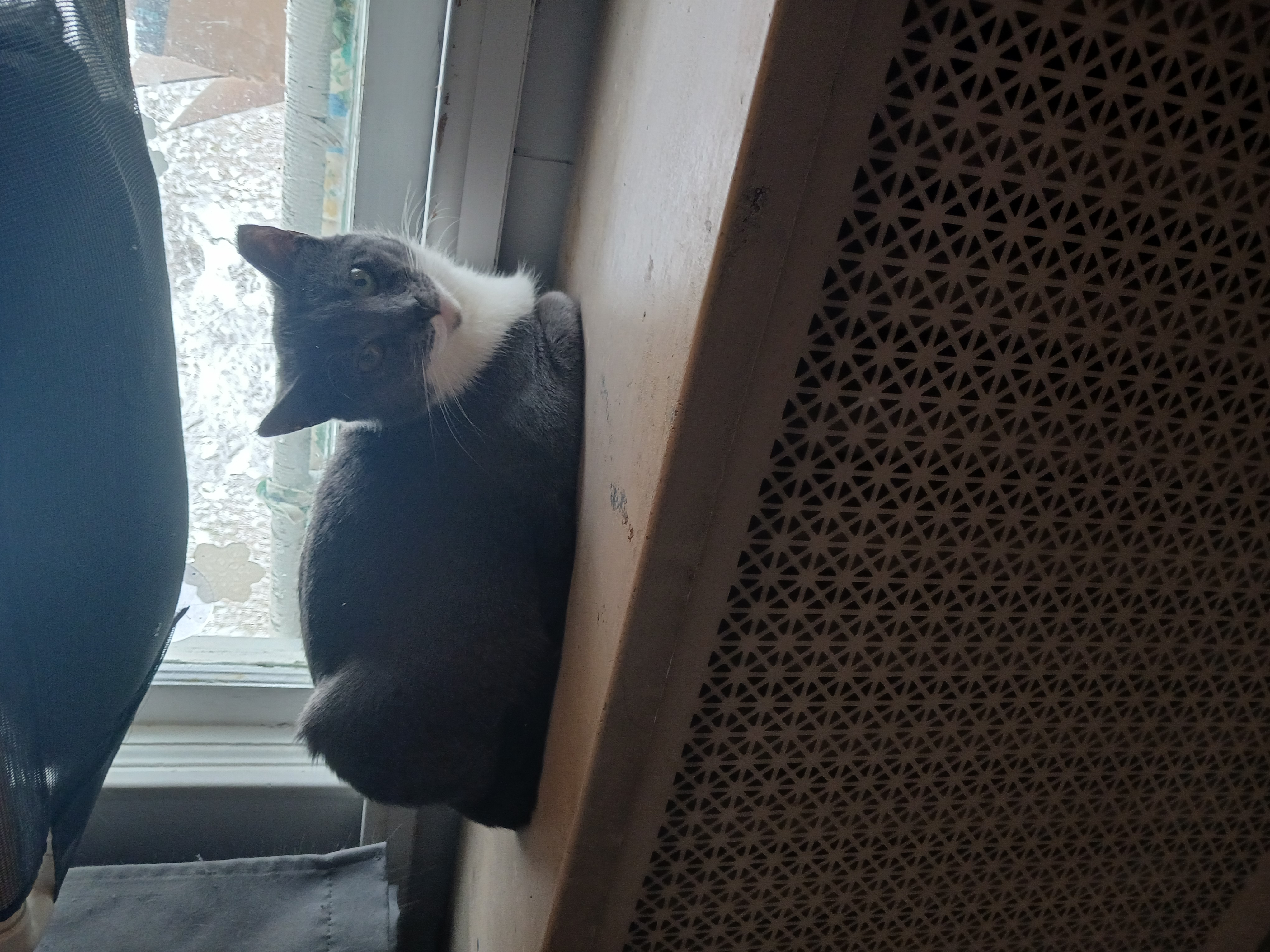 Millie & Snuffleupagus, Adoptable, Adult Female Domestic Short Hair.