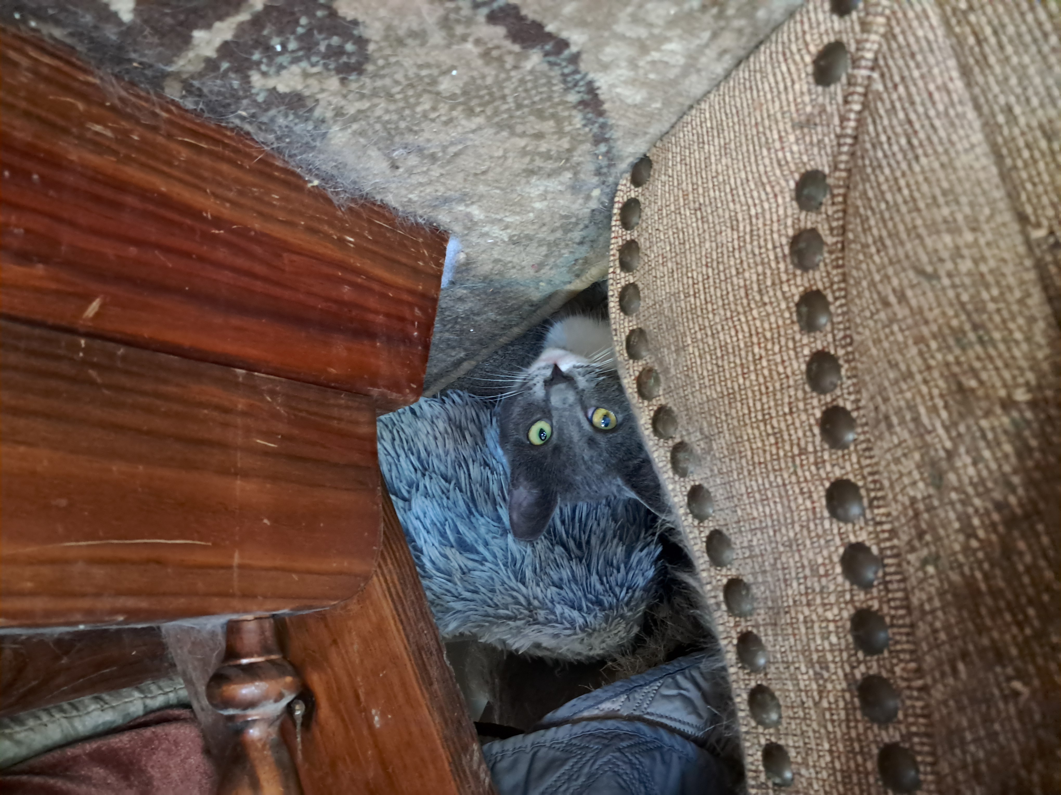 Millie & Snuffleupagus, a Adoptable Domestic Short Hair in Nanticoke, PA image 2/6