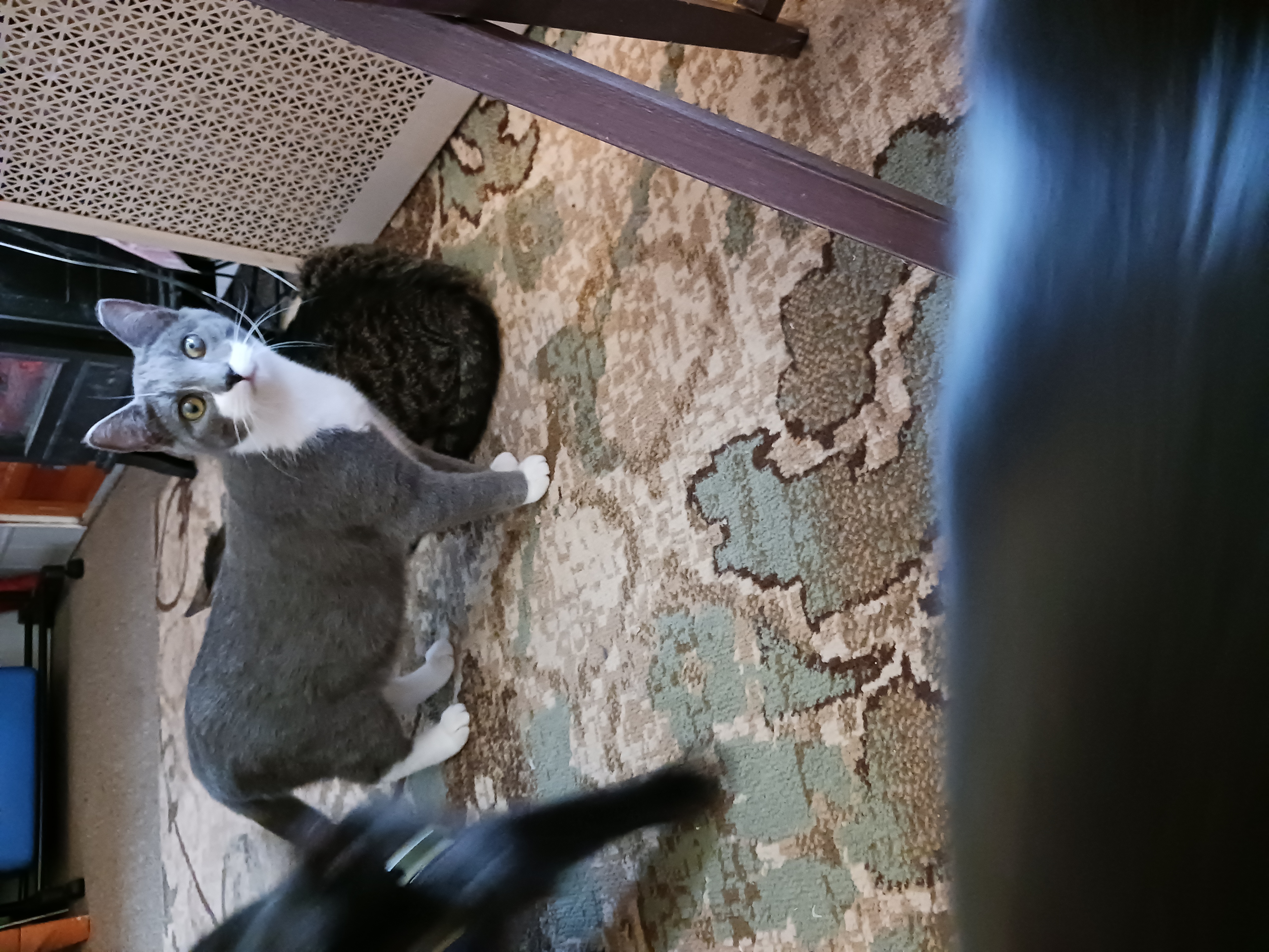 Millie & Snuffleupagus, a Adoptable Domestic Short Hair in Nanticoke, PA image 3/6