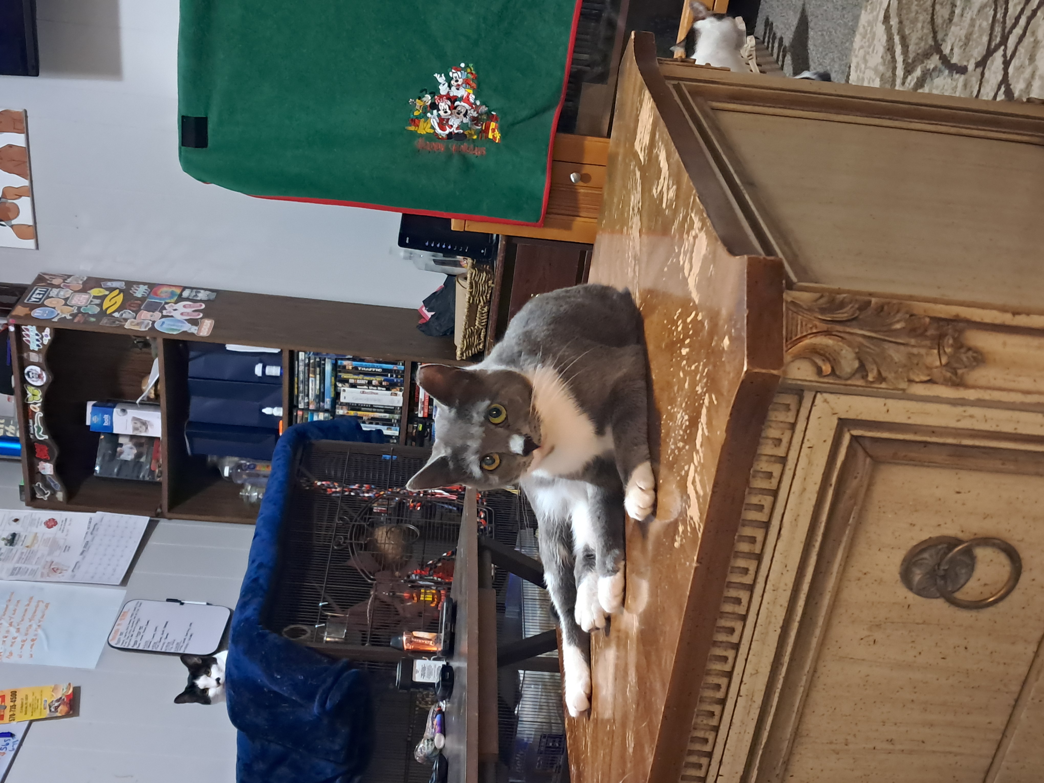 Millie & Snuffleupagus, a Adoptable Domestic Short Hair in Nanticoke, PA image 4/6