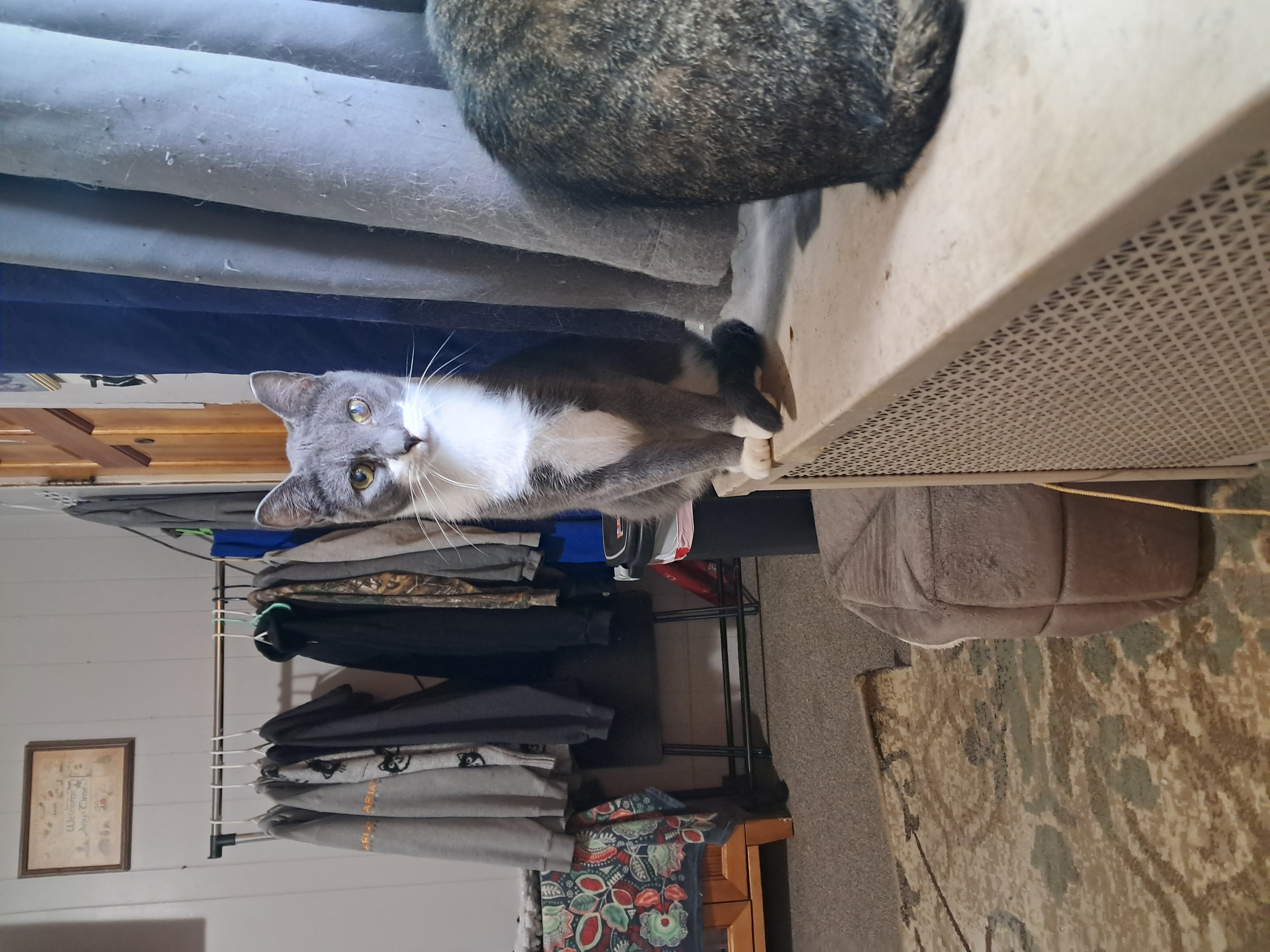 Millie & Snuffleupagus, a Adoptable Domestic Short Hair in Nanticoke, PA image 5/6