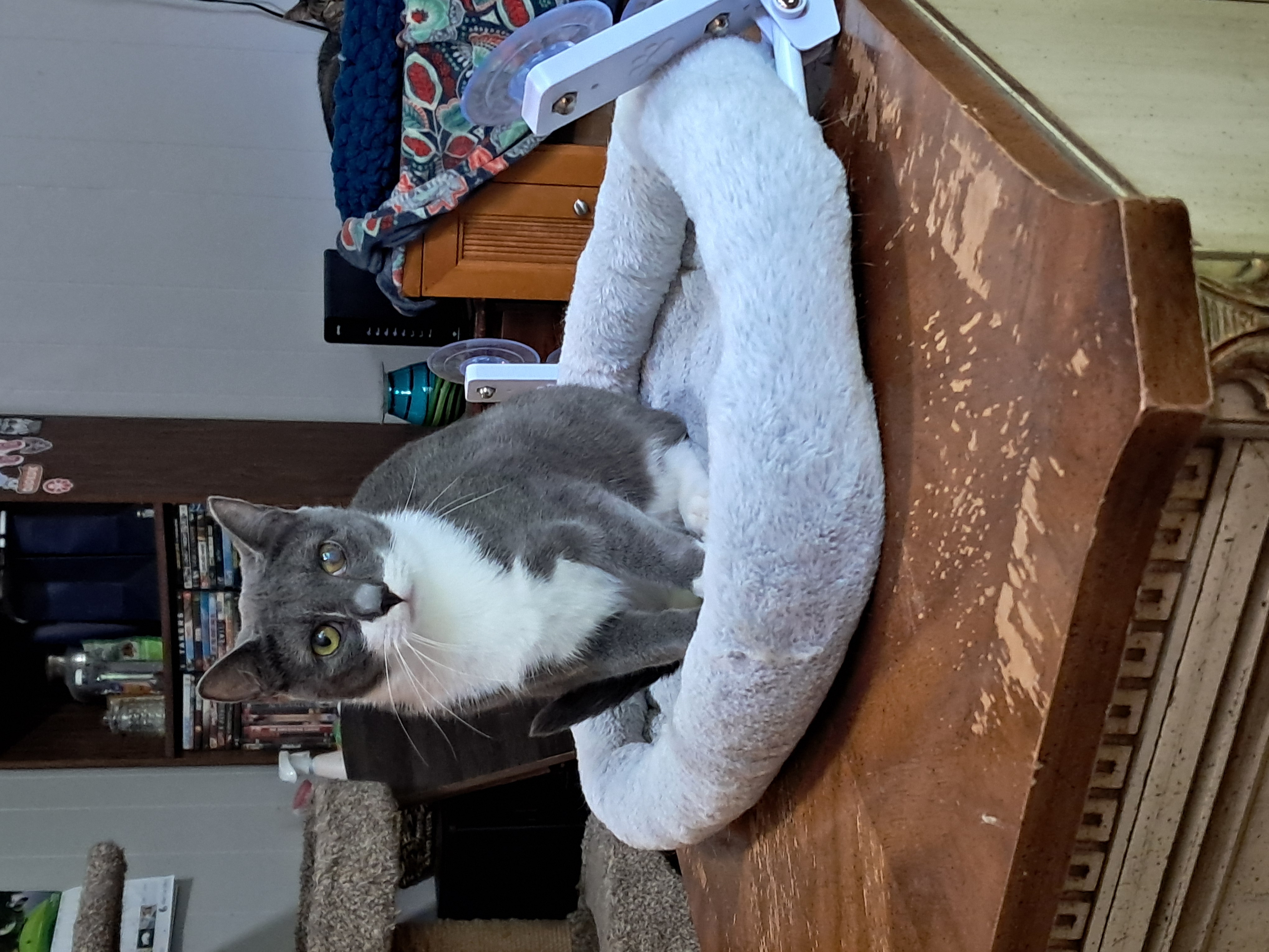 Millie & Snuffleupagus, a Adoptable Domestic Short Hair in Nanticoke, PA image 6/6