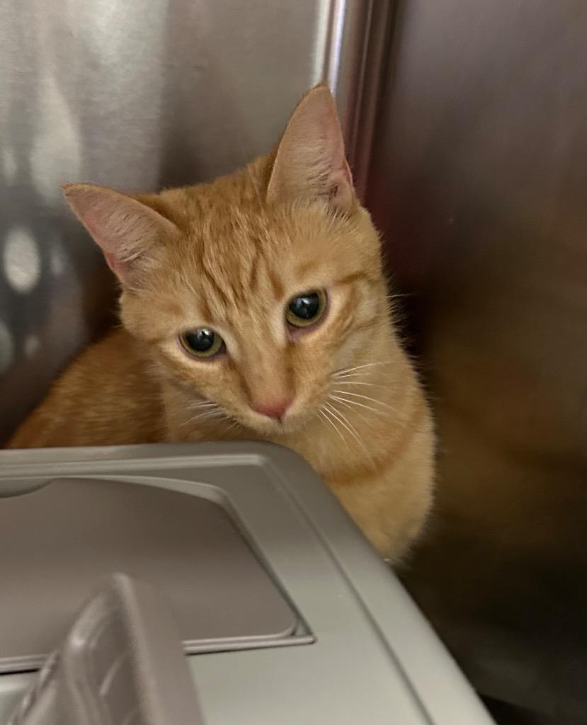 Logan, Adoptable, Young Female Domestic Short Hair.