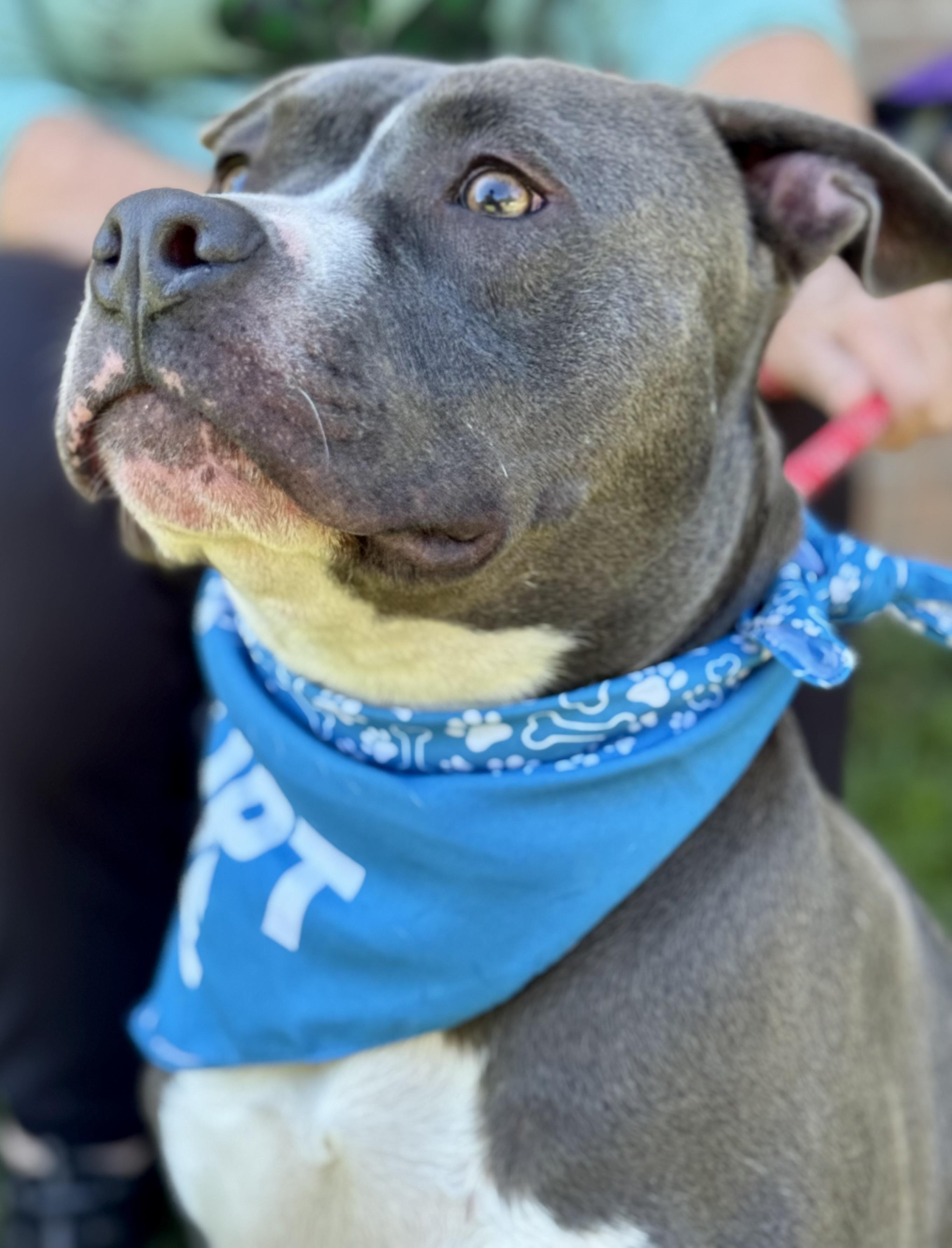 Enlarge PICKLES!  From a chain to THIS!!!!, a Adoptable mixed breed in Cantonment, FL image 1/6