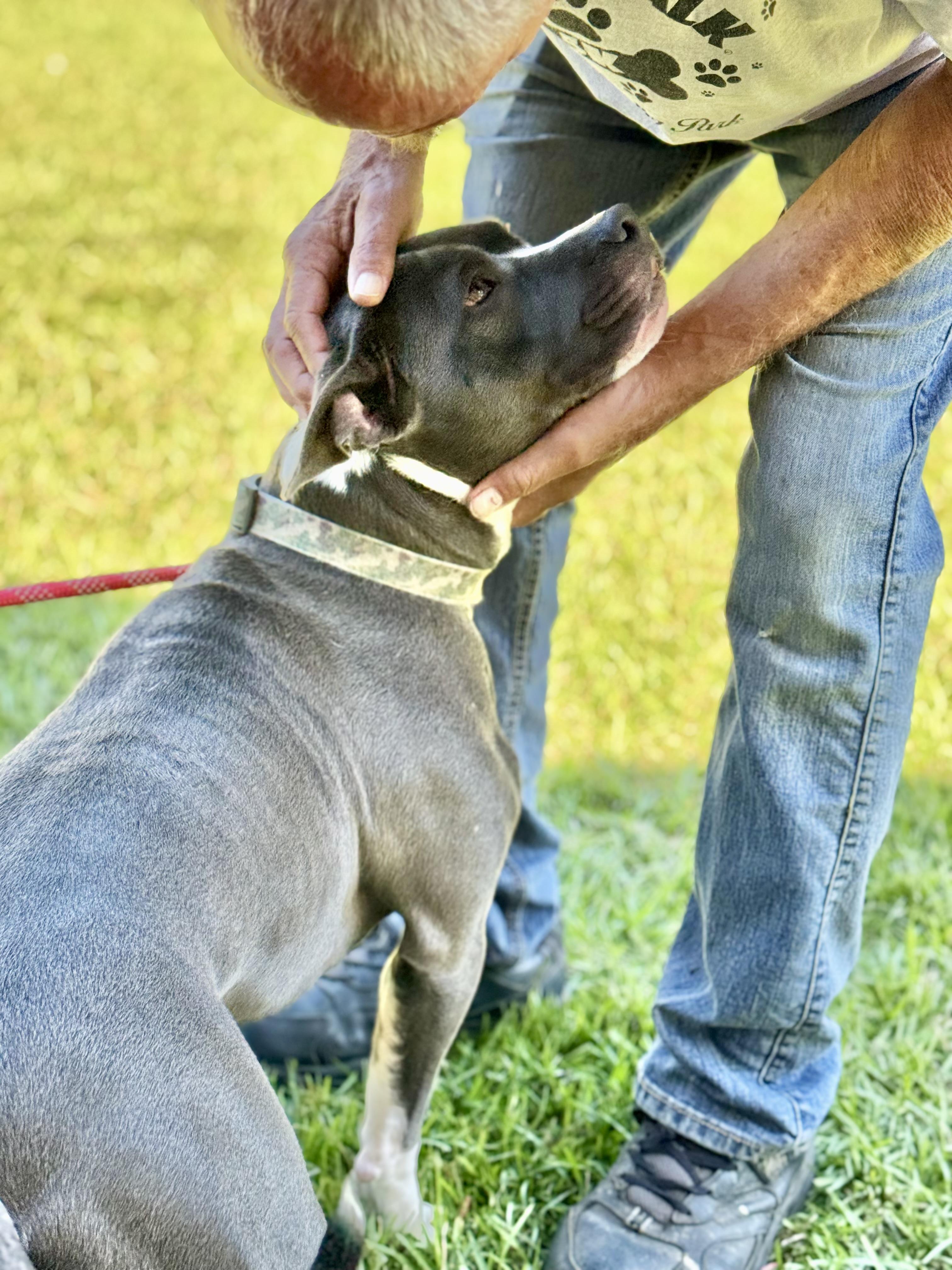 Enlarge PICKLES!  From a chain to THIS!!!!, a Adoptable mixed breed in Cantonment, FL image 2/6