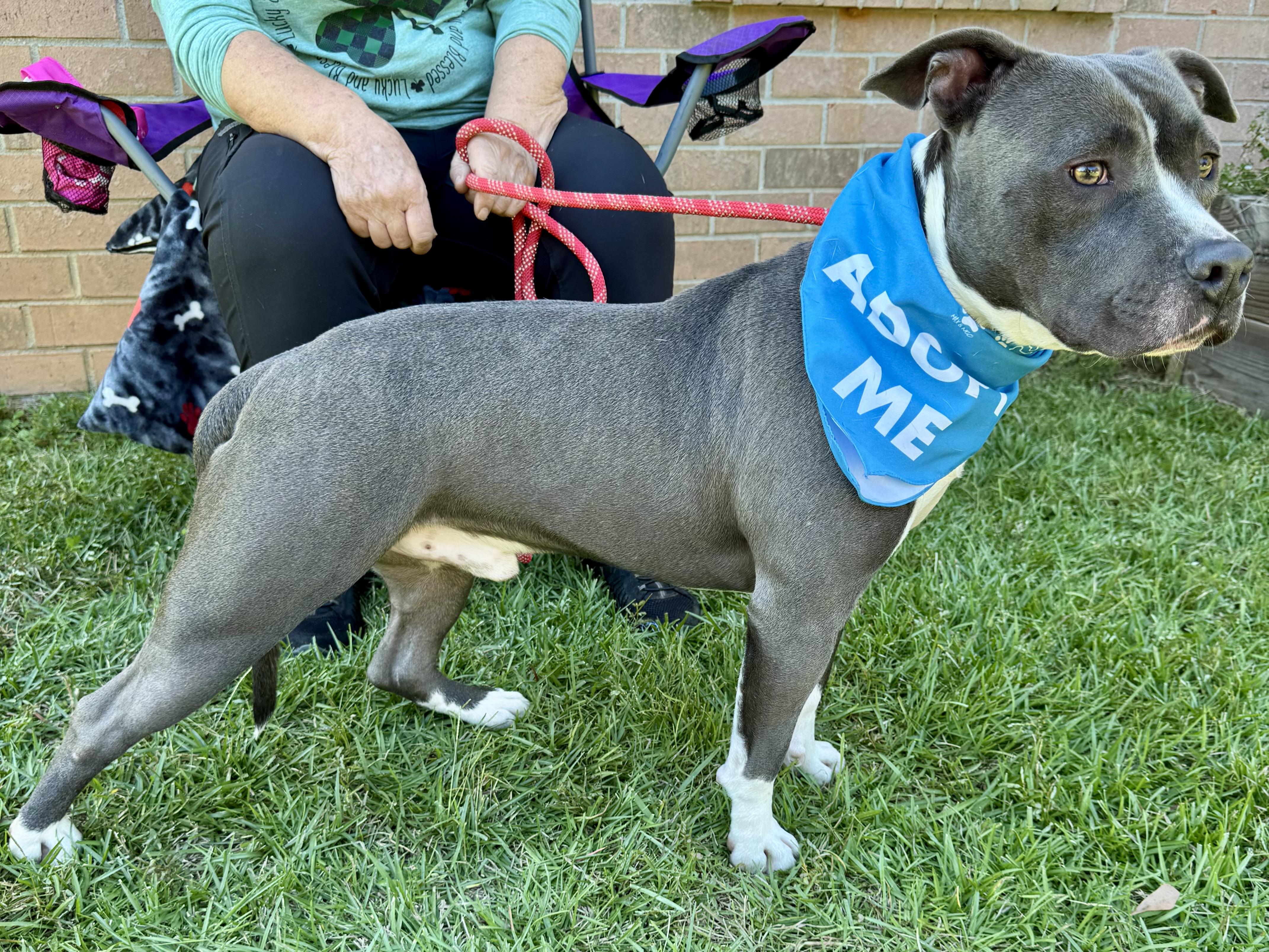 Enlarge PICKLES!  From a chain to THIS!!!!, a Adoptable mixed breed in Cantonment, FL image 3/6