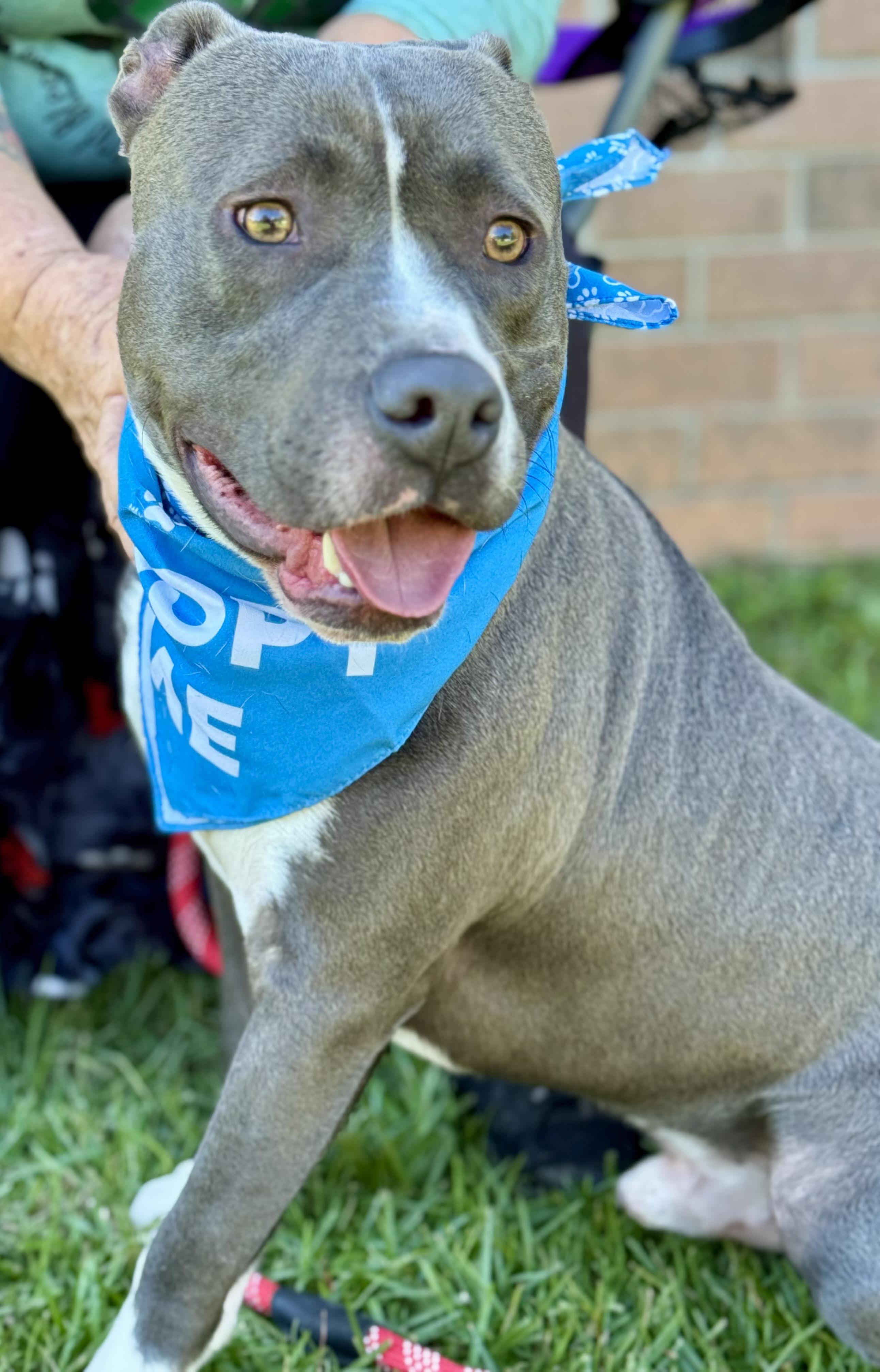 Enlarge PICKLES!  From a chain to THIS!!!!, a Adoptable mixed breed in Cantonment, FL image 4/6