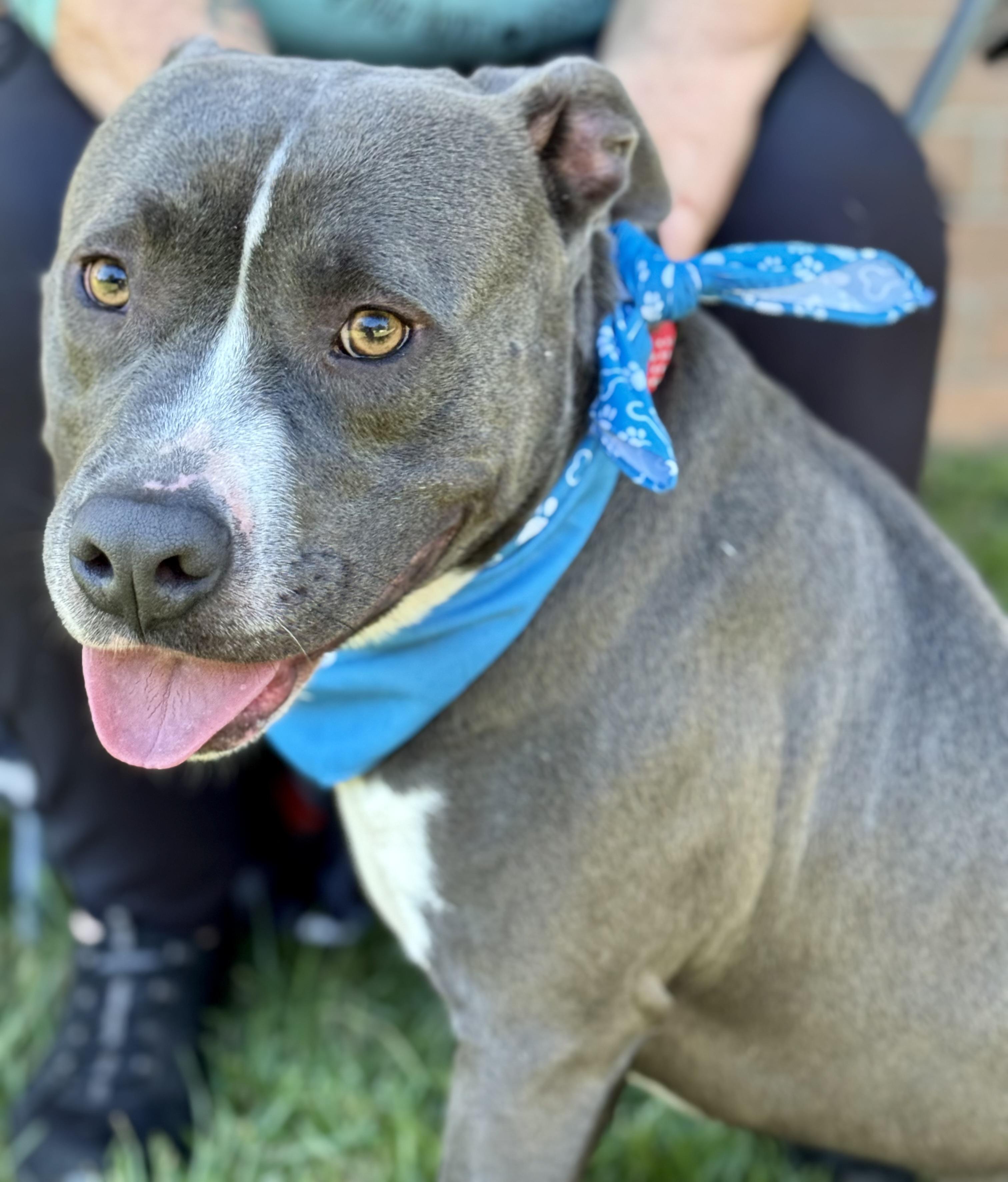 Enlarge PICKLES!  From a chain to THIS!!!!, a Adoptable mixed breed in Cantonment, FL image 6/6