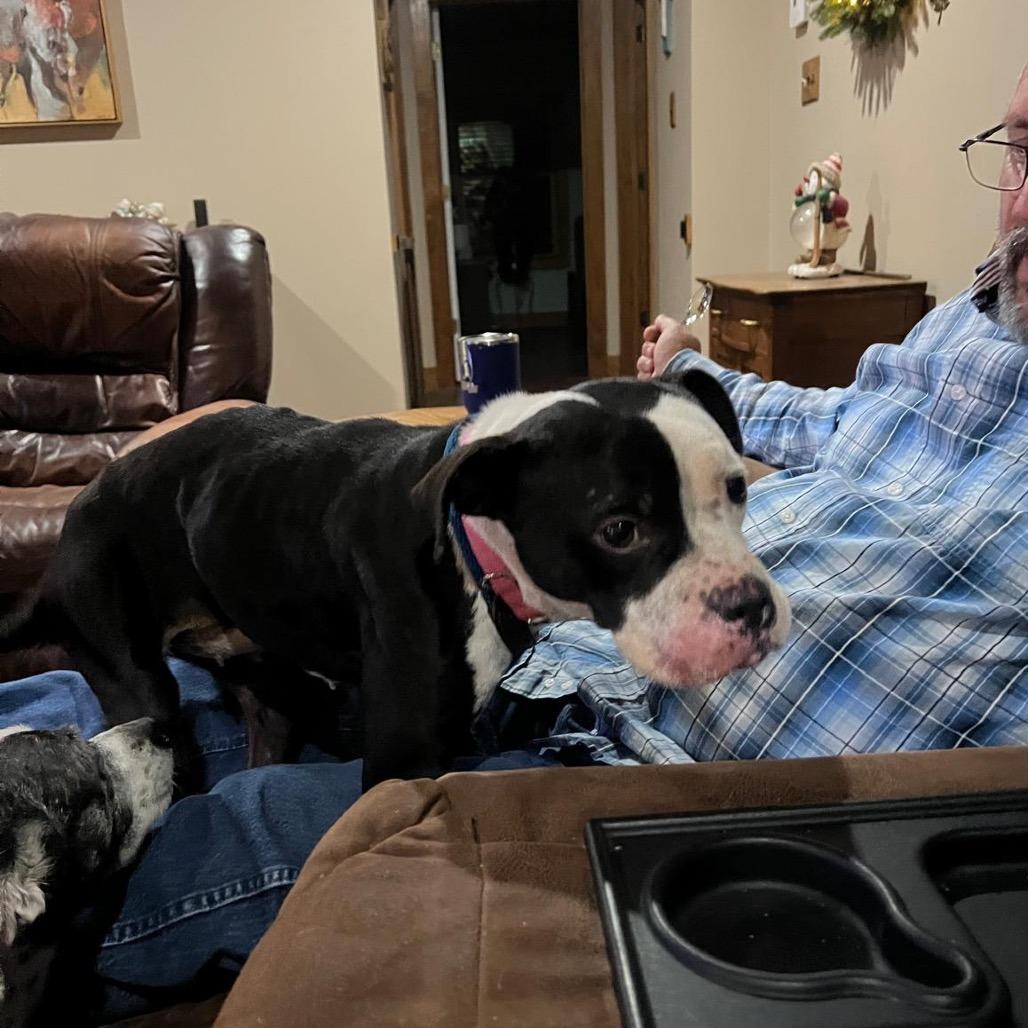 Enlarge Joy, a Adoptable Terrier in Wadena, MN image 2/4