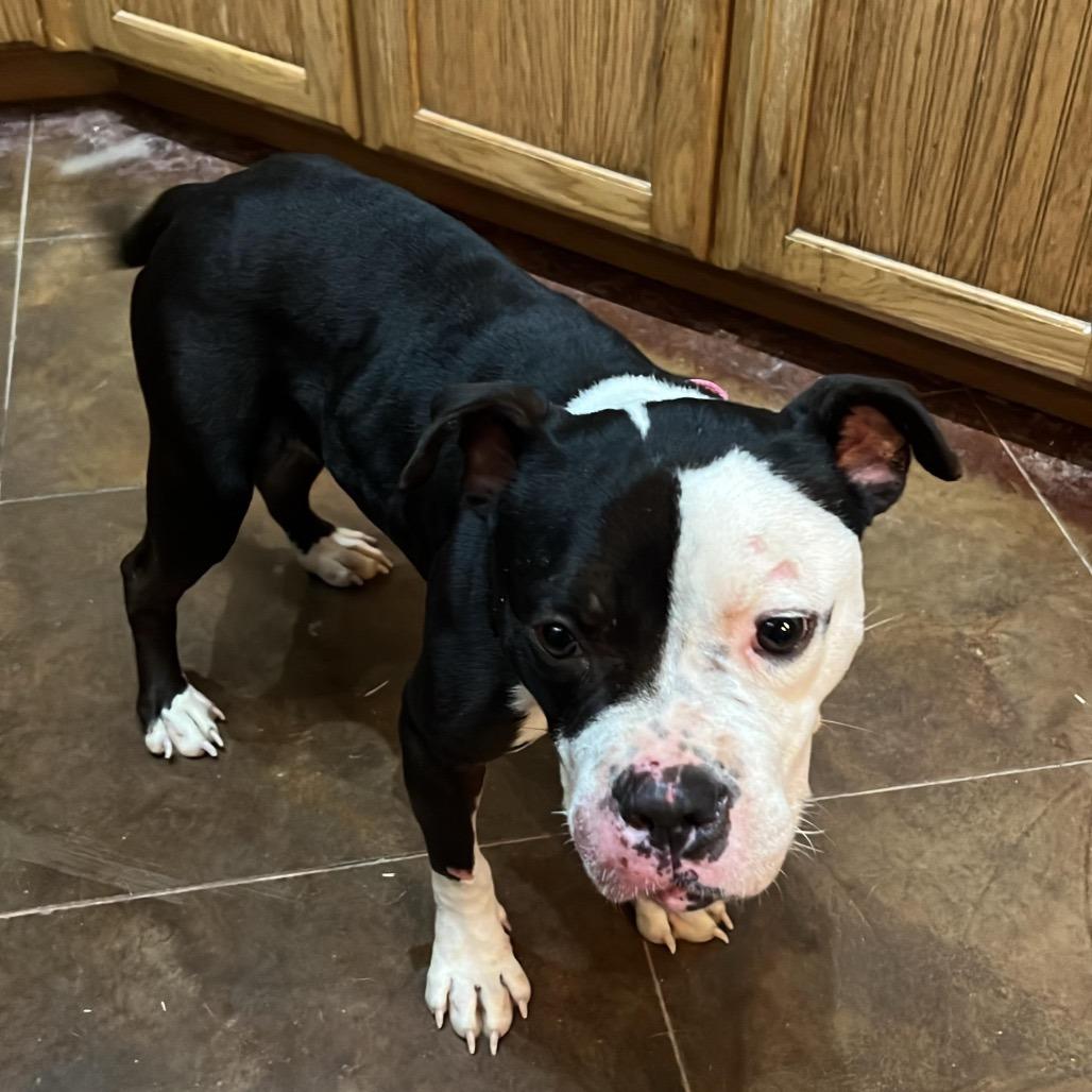 Enlarge Joy, a Adoptable Terrier in Wadena, MN image 4/4