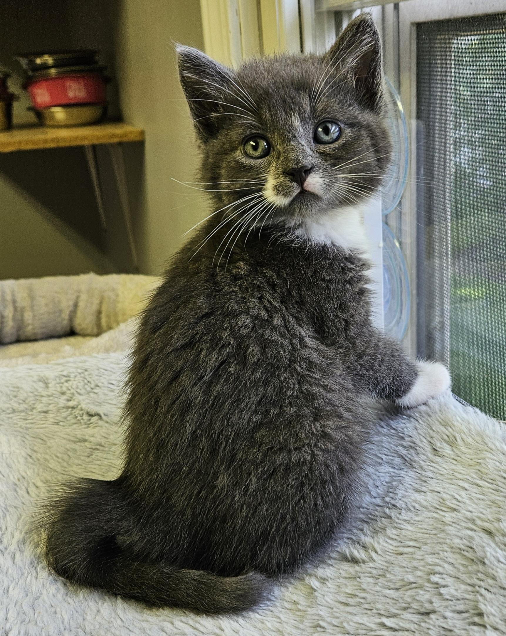 Puffball, an adopted Domestic Short Hair in Brockport, NY image 2/6