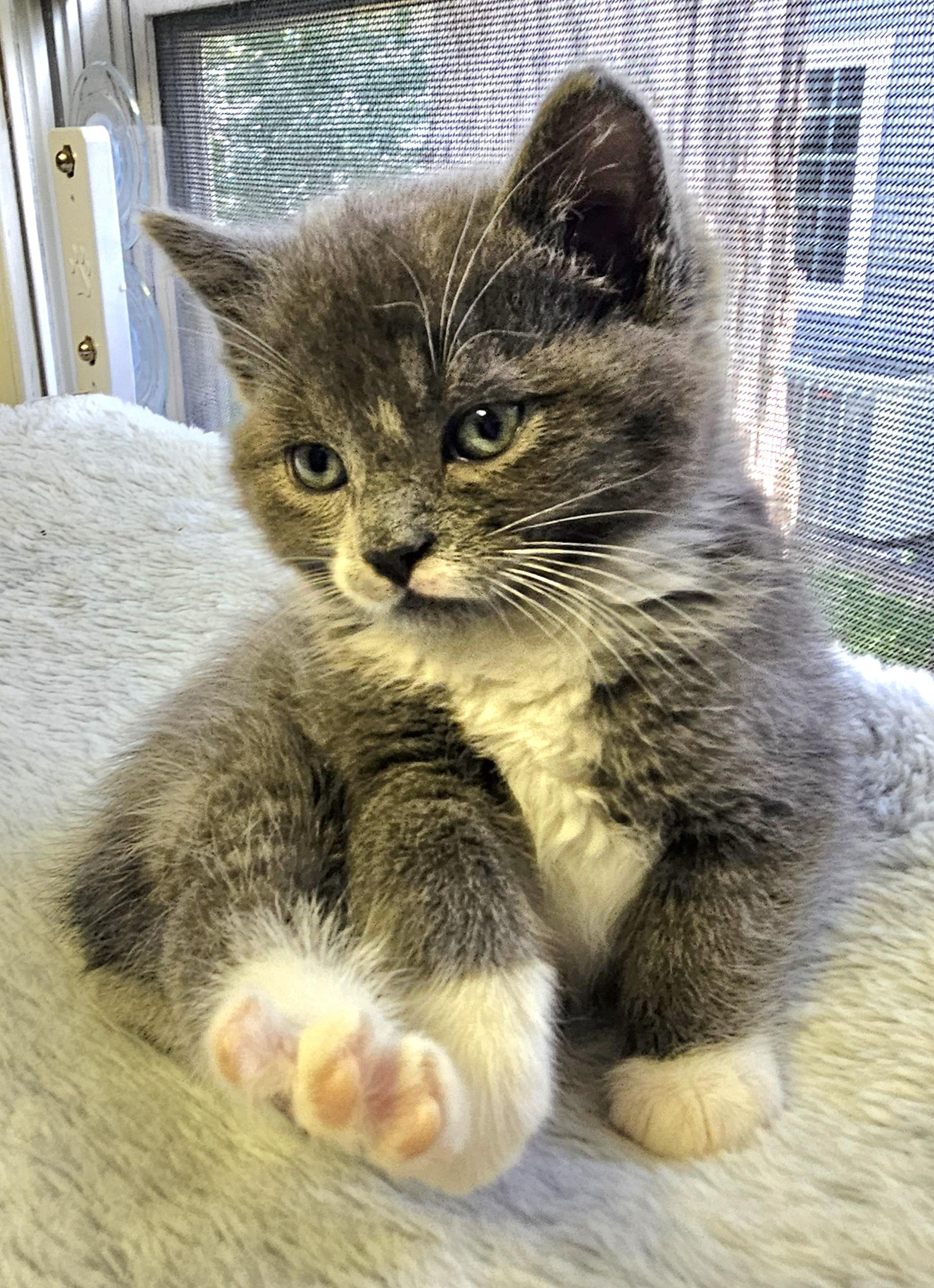 Puffball, an adopted Domestic Short Hair in Brockport, NY image 6/6