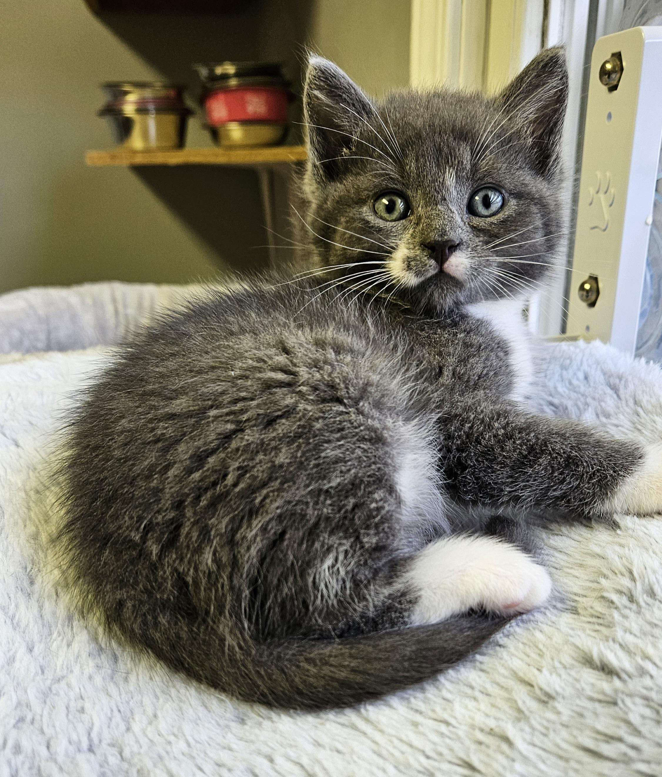 Puffball, adopted, Kitten Female Domestic Short Hair.
