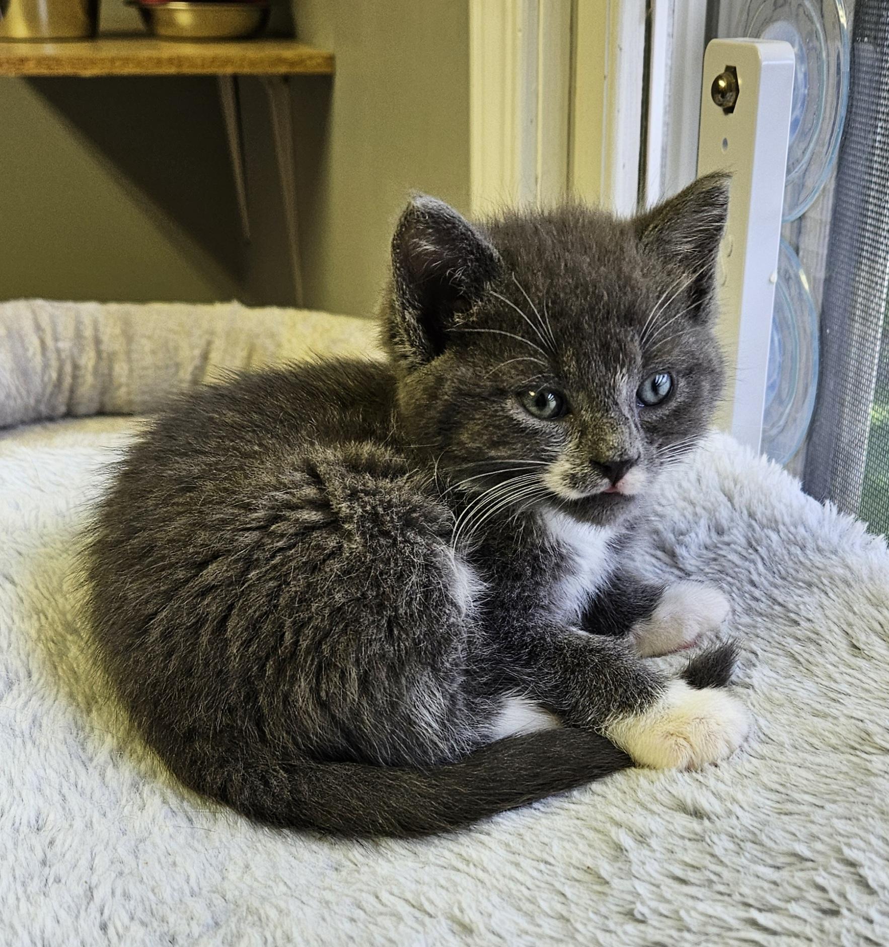 Puffball, an adopted Domestic Short Hair in Brockport, NY image 5/6