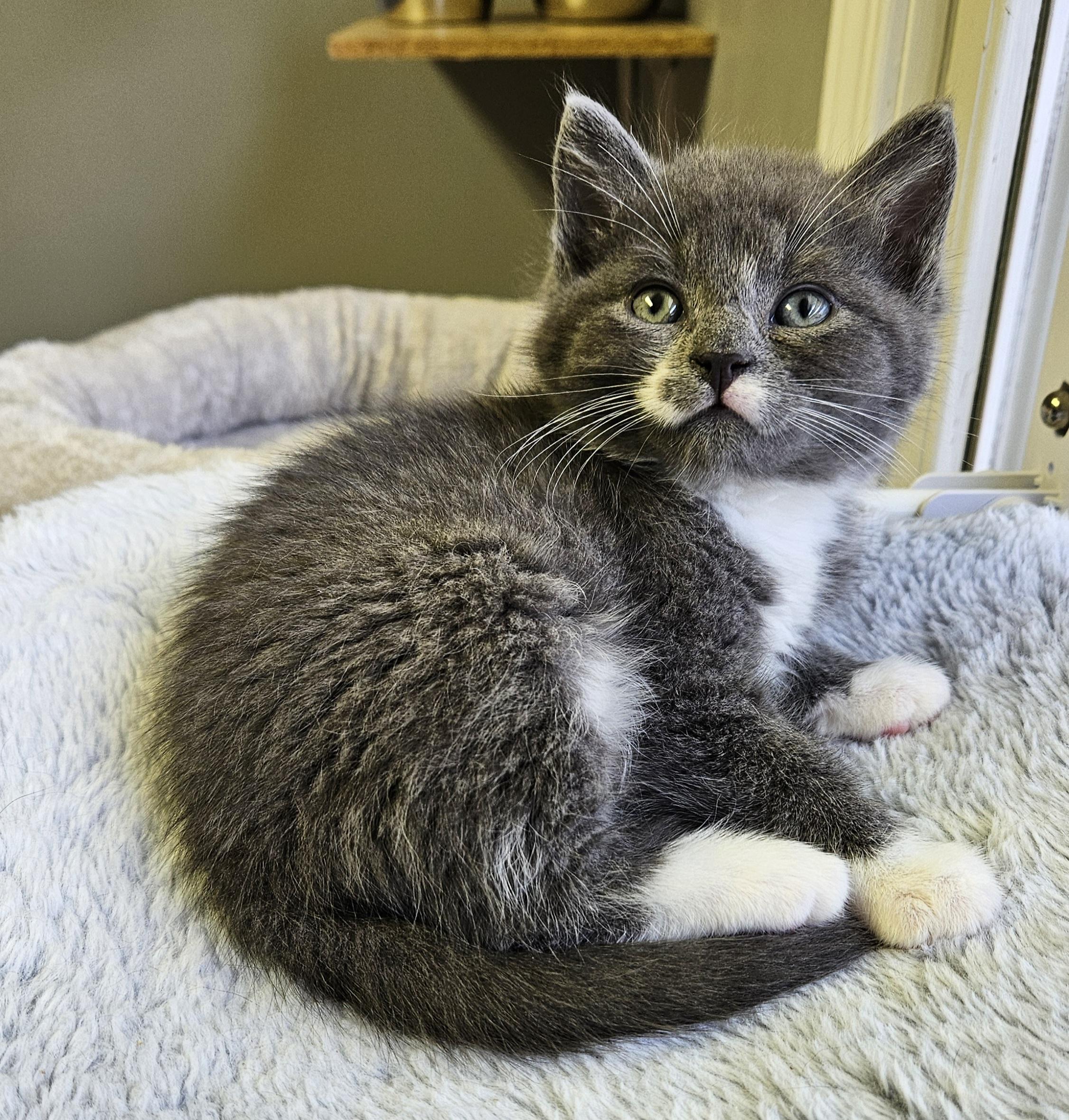 Puffball, an adopted Domestic Short Hair in Brockport, NY image 4/6