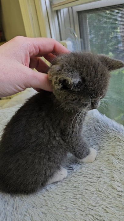 Enlarge Puffball, an adopted Domestic Short Hair in Brockport, NY video 3/6