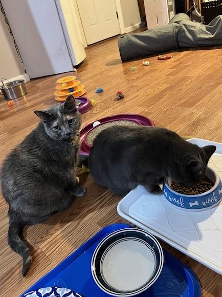 Lilee and Gidget, Adoptable, Adult Female Domestic Short Hair.