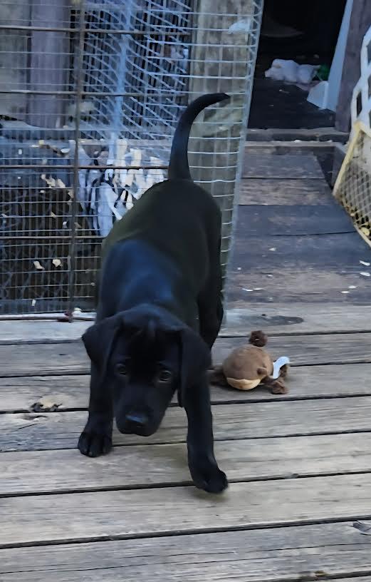 MIKA, an adopted Labrador Retriever in Chicopee, MA image 4/5