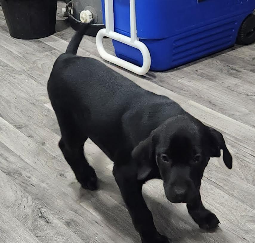 MIKA, an adopted Labrador Retriever in Chicopee, MA image 3/5