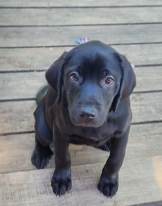MIKA, adopted, Puppy Female Labrador Retriever.