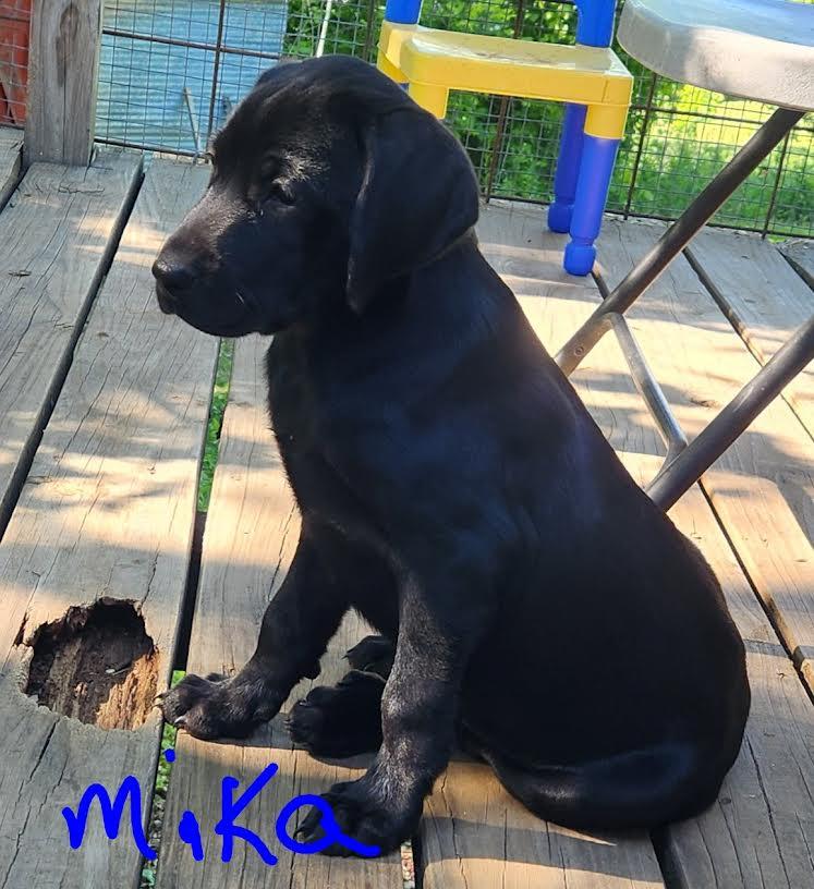MIKA, an adopted Labrador Retriever in Chicopee, MA image 5/5