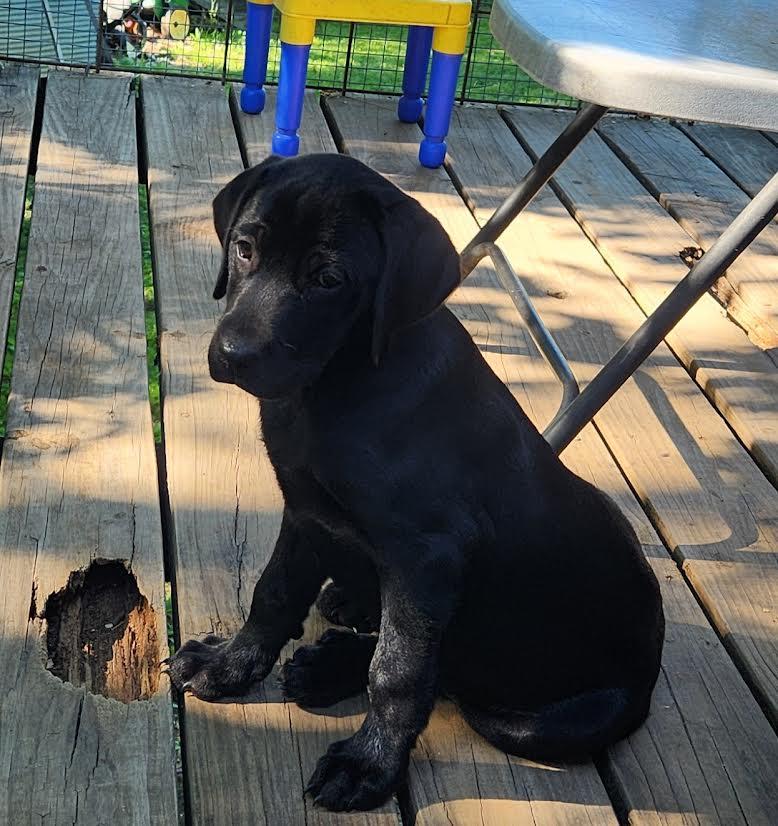 MIKA, an adopted Labrador Retriever in Chicopee, MA image 2/5
