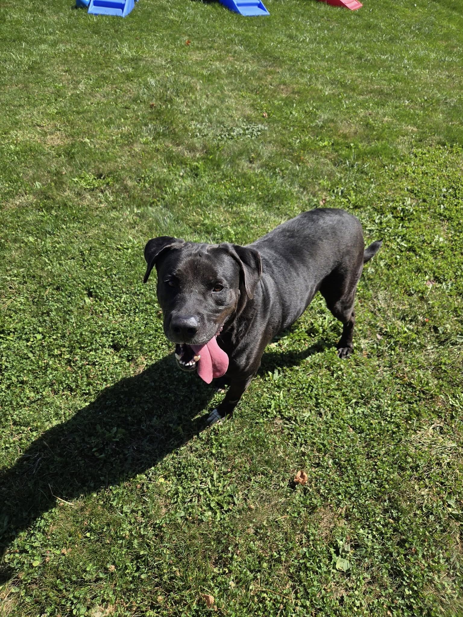 Enlarge Dante, a ADOPTABLE mixed breed in Mount Gilead, OH image 1/1