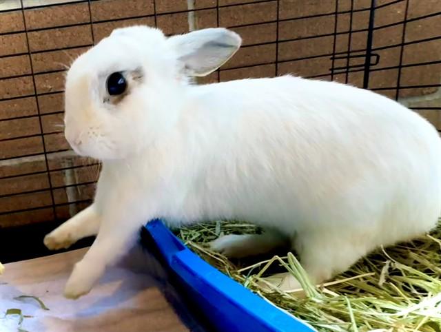 NORBIT, Adoptable, Adult Male Bunny Rabbit.