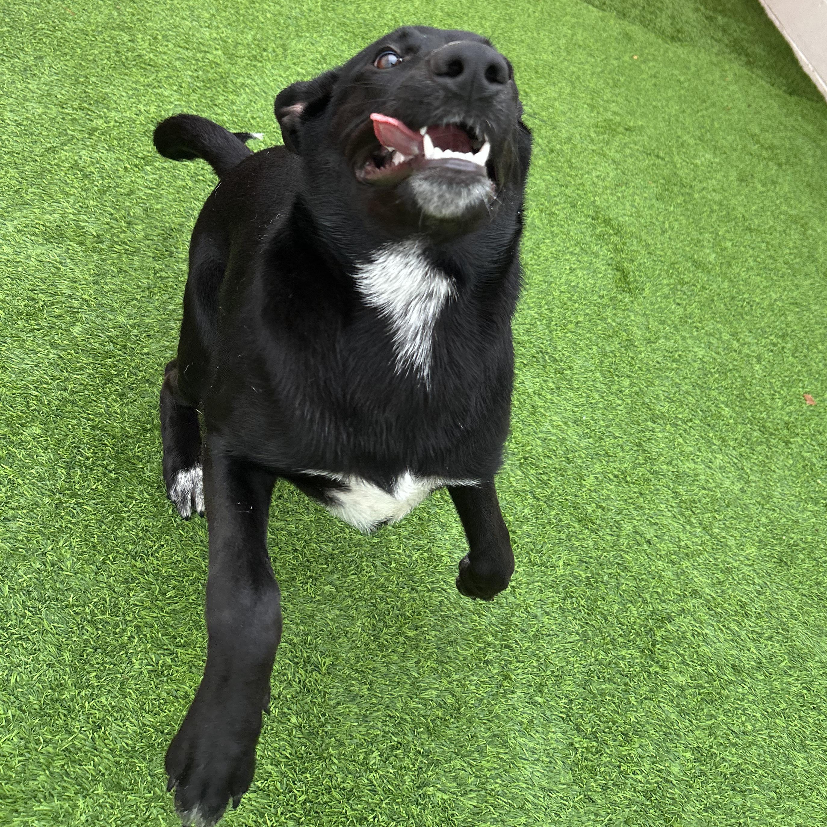 Enlarge Dory, a Adoptable mixed breed in The Colony, TX image 2/6