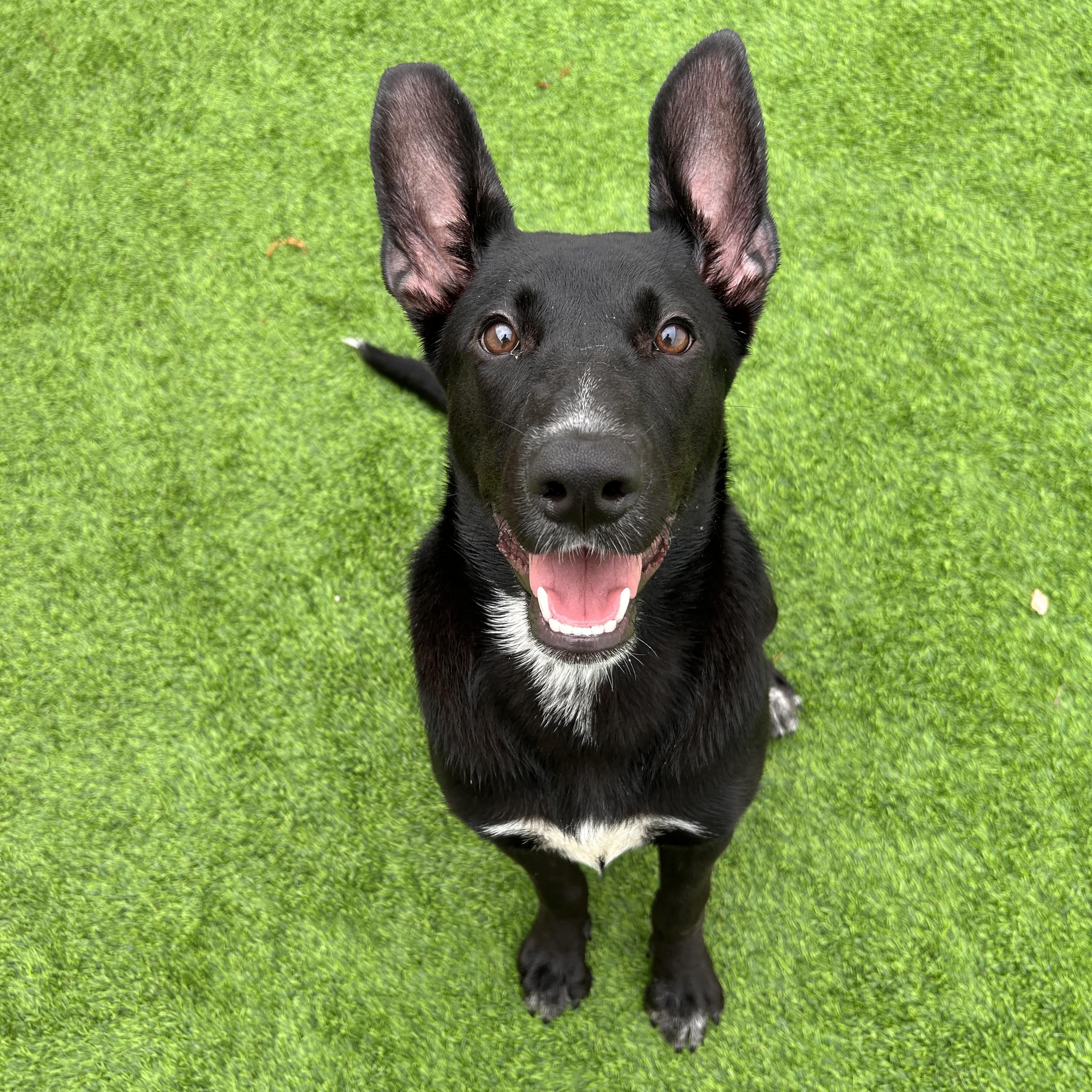 Dory, Adoptable, Puppy Female German Shepherd Dog & Black Labrador Retriever.