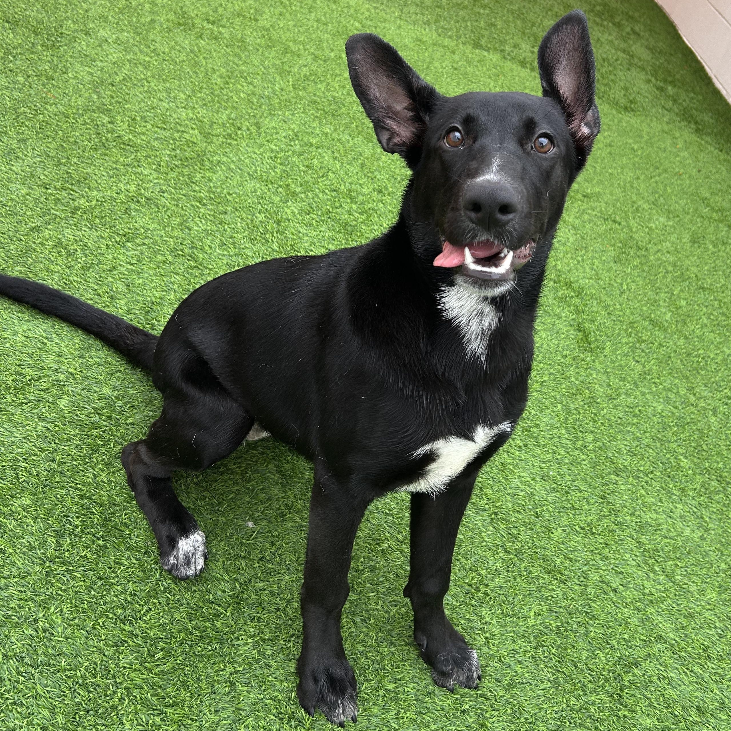 Enlarge Dory, a Adoptable mixed breed in The Colony, TX image 5/6