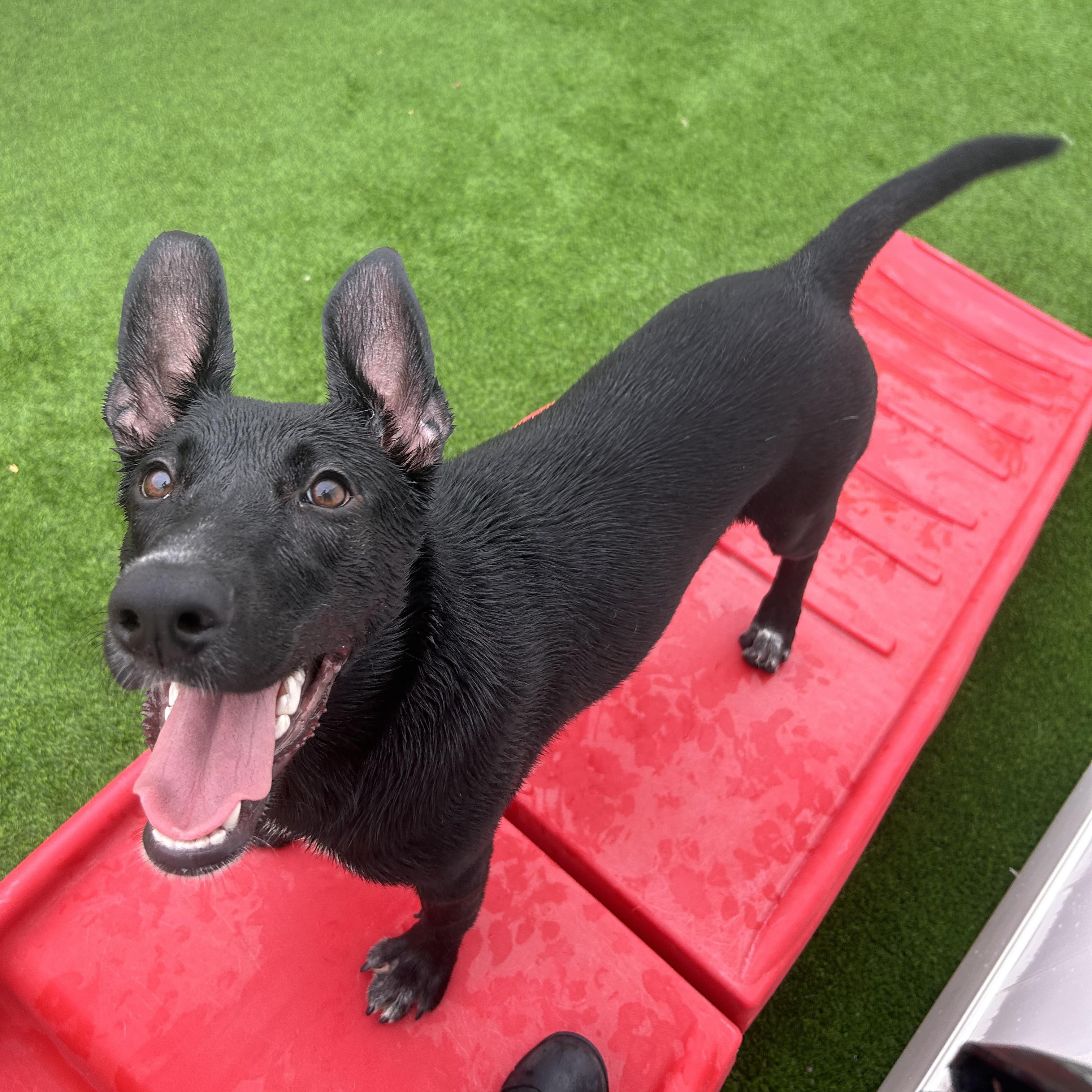 Enlarge Dory, a Adoptable mixed breed in The Colony, TX image 6/6