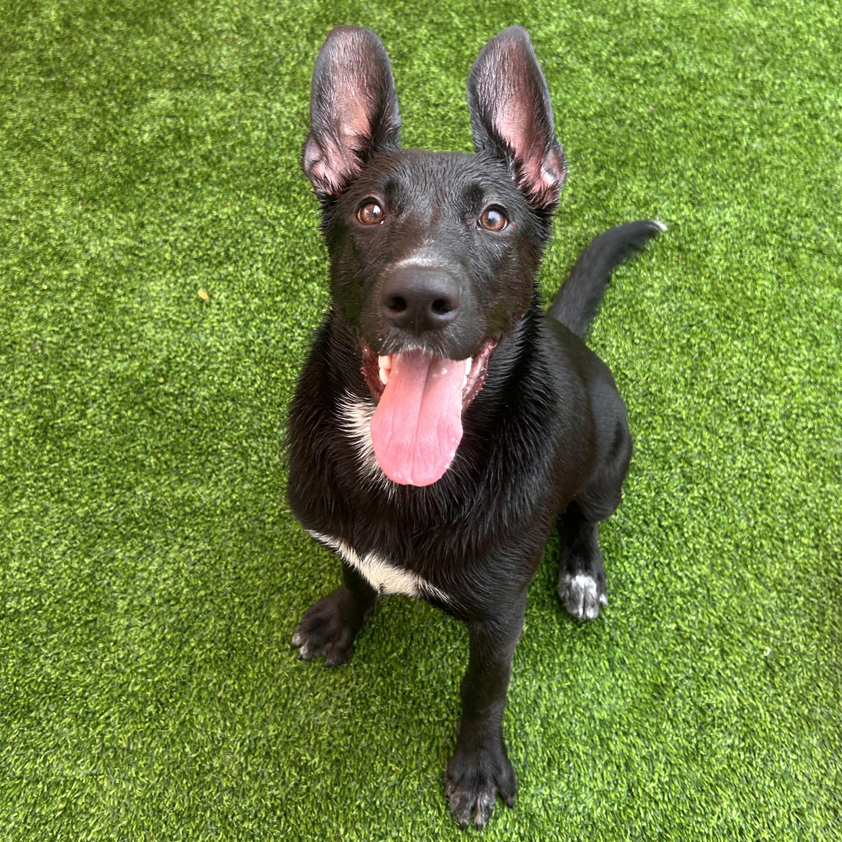Enlarge Dory, a Adoptable mixed breed in The Colony, TX image 3/6