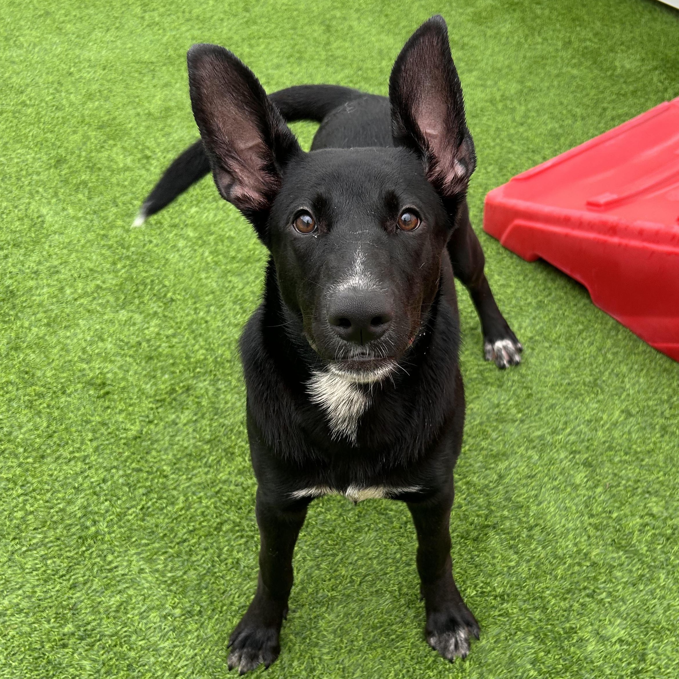 Enlarge Dory, a Adoptable mixed breed in The Colony, TX image 4/6