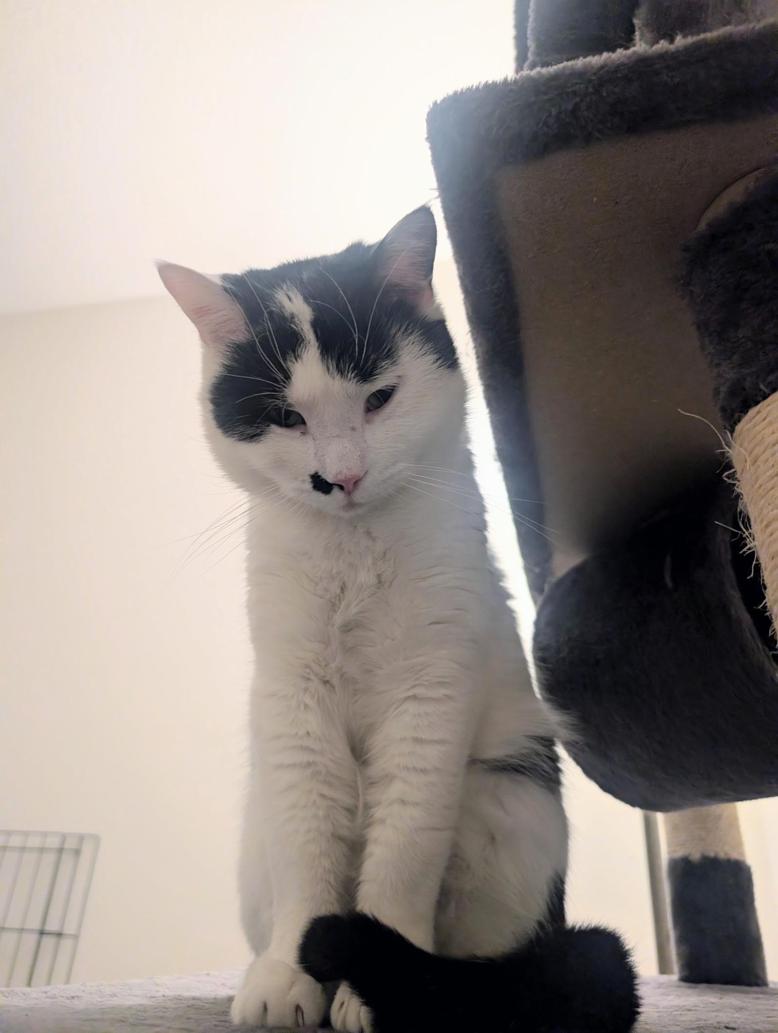 Enlarge Marbles, an adopted mixed breed in New Albany, OH image 2/5